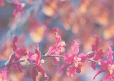 自动攻击网站工具下载